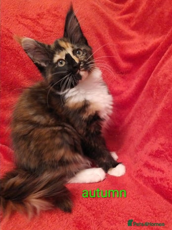 Maine Coon cats - Advert 1