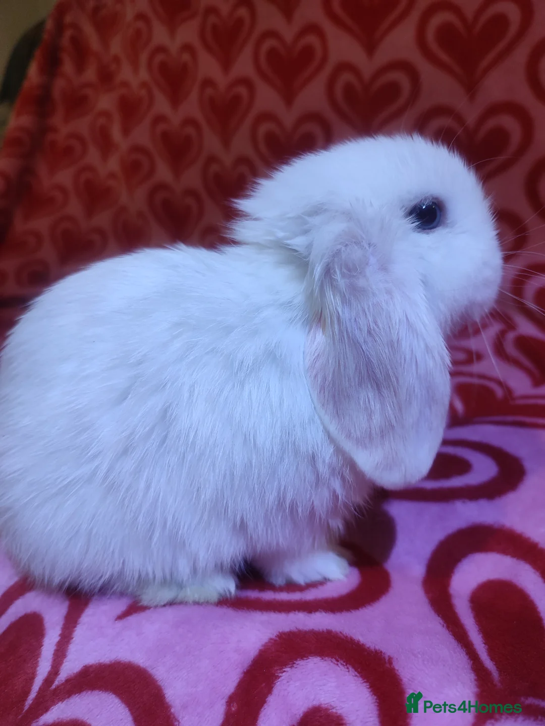 Mini Lop rabbits for sale: Gorgeous baby mini lops - Advert 4
