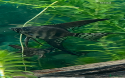 Angelfish fish for sale: Black long & shortfin ghost pinoys angelfish - Image 6