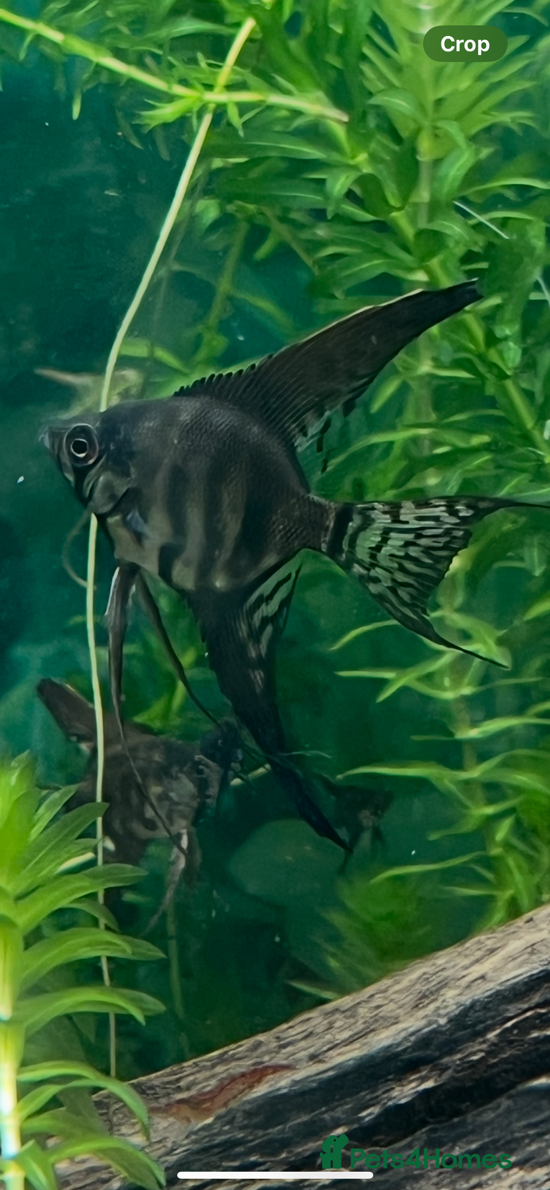 Angelfish fish for sale: Black long & shortfin ghost pinoys angelfish - Image 6