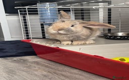 Mini Lop rabbits for sale: Reggie mini lop male 2 years old almost  - Image 5
