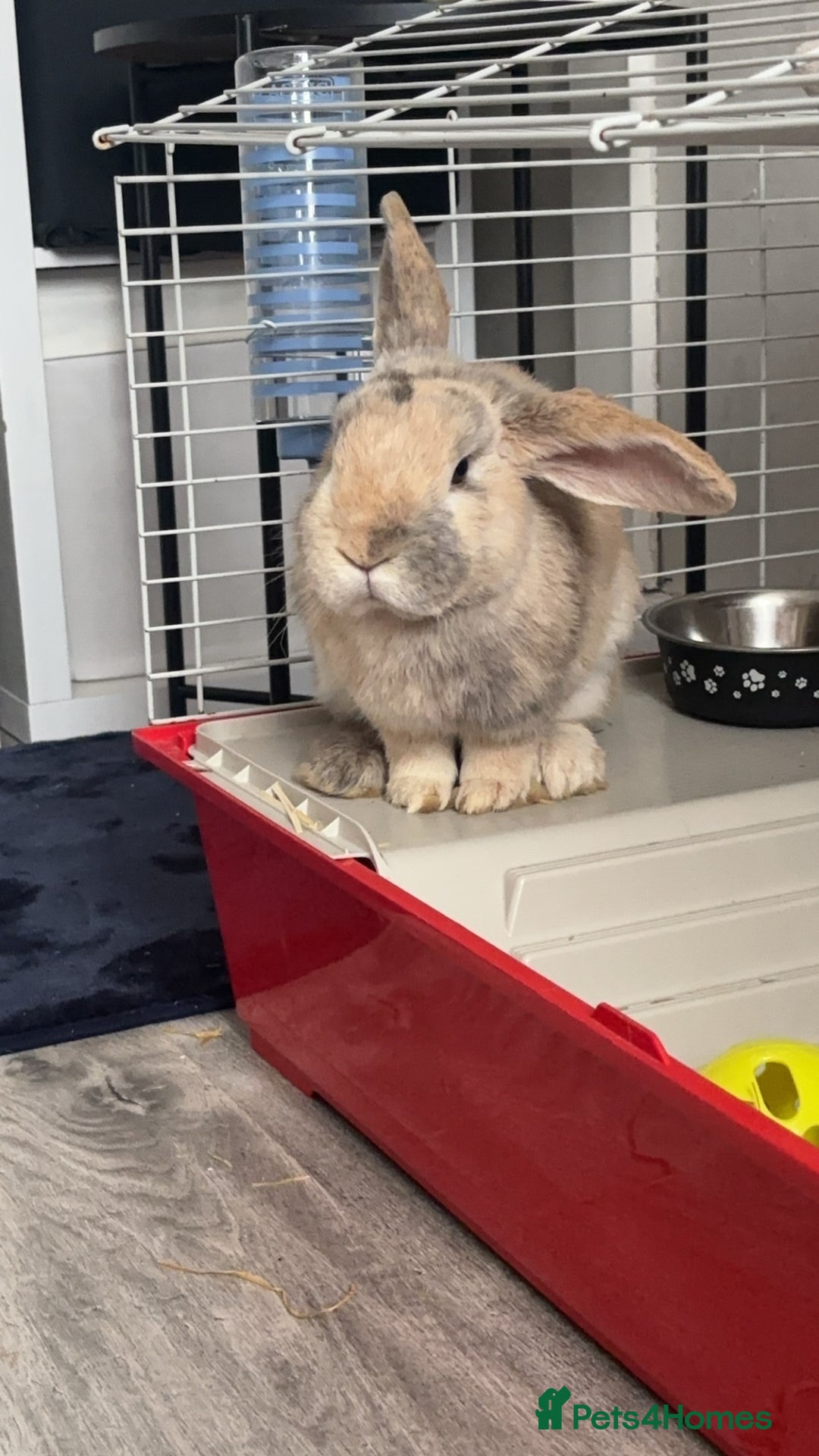 Mini Lop rabbits for sale: Reggie mini lop male 2 years old almost  - Image 5