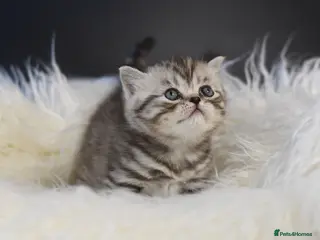 Scottish Fold cats LICENSED CATTERY, TWO STRAIGHT EAR BOYS PURE BREED - Advert 7