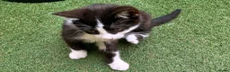 Mixed Breed cats for sale: Kittens for Sale. Ready Now for Loving Homes - Advert 12