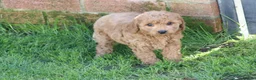 Cockapoo dogs for sale: Beautiful Cockapoo puppies for sale  in Llanelli - Advert 28