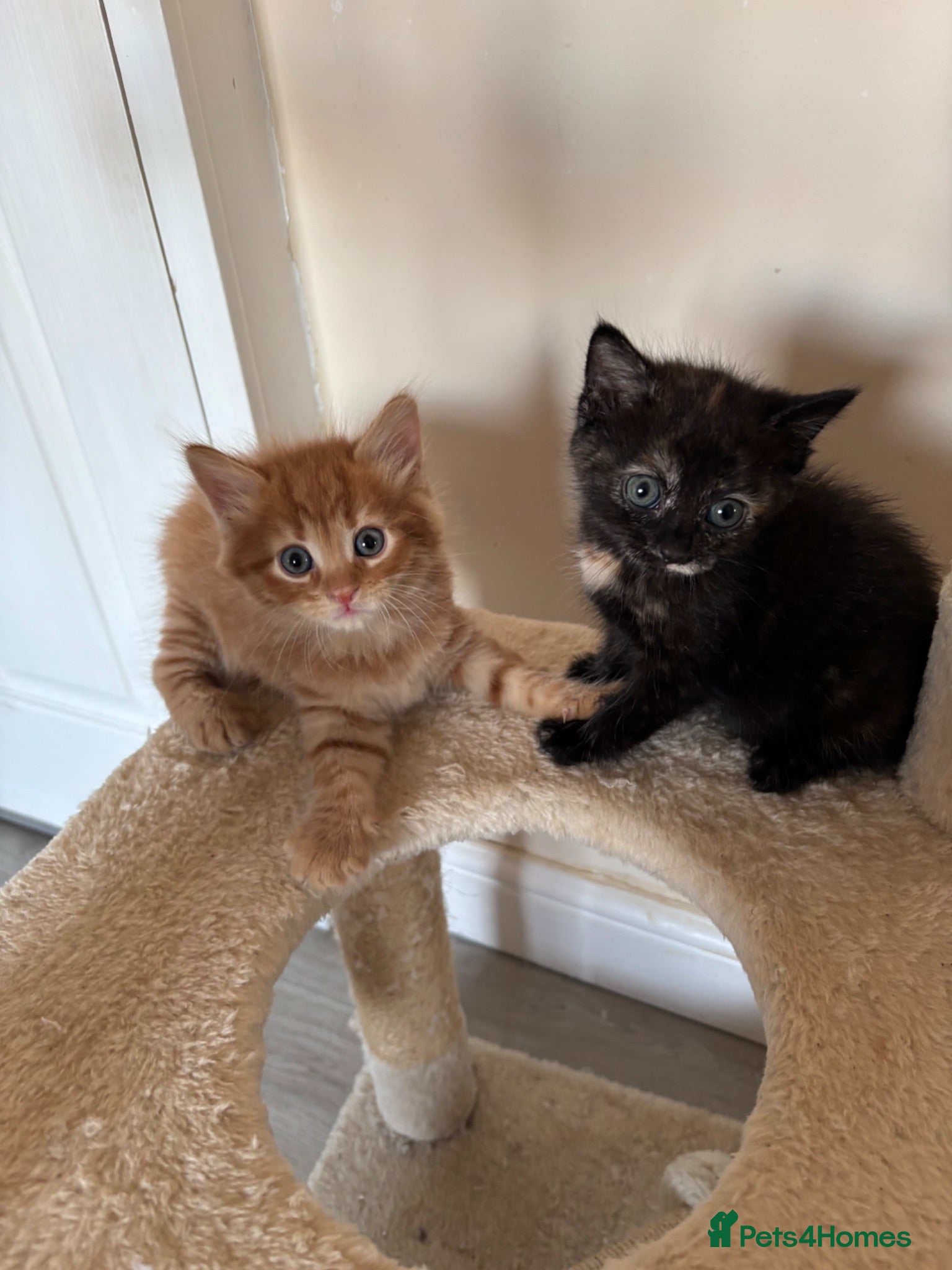 Mixed Breed cats 4 beautiful kittens 1 ginger boy 3 girls  - Advert 7