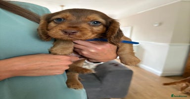 Cocker Spaniel dogs - Advert 16