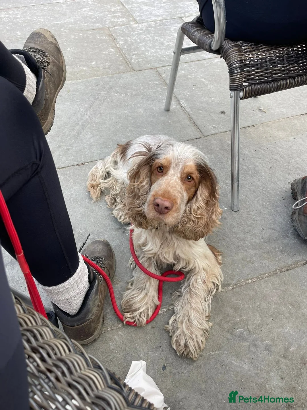 Cocker Spaniel dogs for stud: KC Registered 3rd Gen Pedigree Show Type Cocker - Advert 3