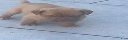 Dogue De Bordeaux dogs for sale: Dogue de Bordeaux pups in Croydon - Advert 12