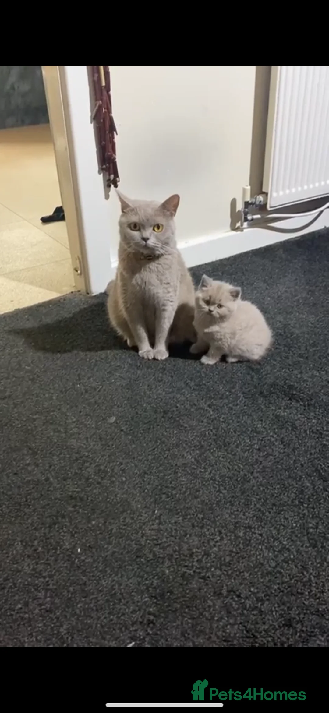 British Shorthair cats for sale: Lilac British Shorthair  in Peterborough - Advert 2
