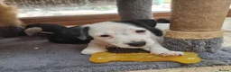 Jack Russell dogs for sale: Jack russel puppies one boy left - Advert 6