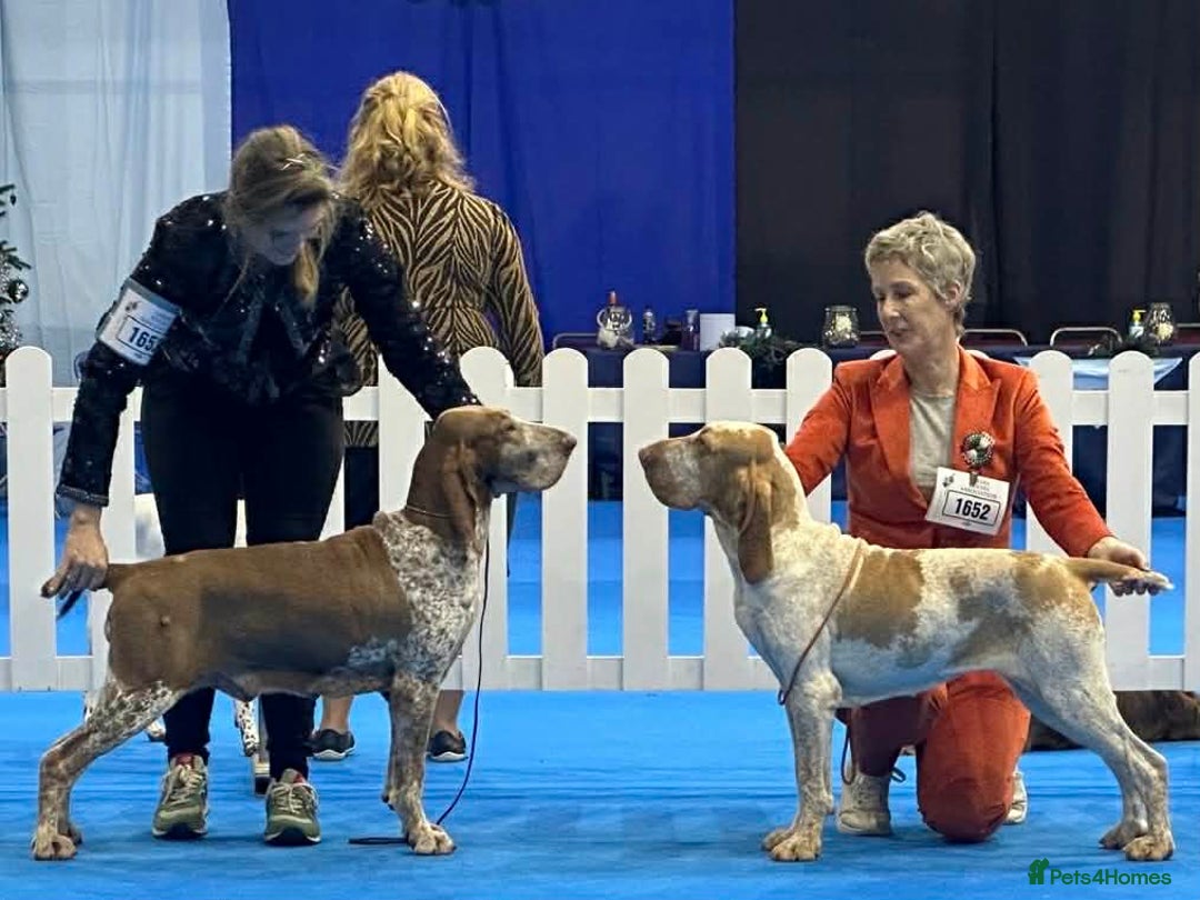 Bracco Italiano dogs for sale: Top Breeder 2021,22,22,24 & 2025 🌟🌟🌟🌟🌟 - Advert 11