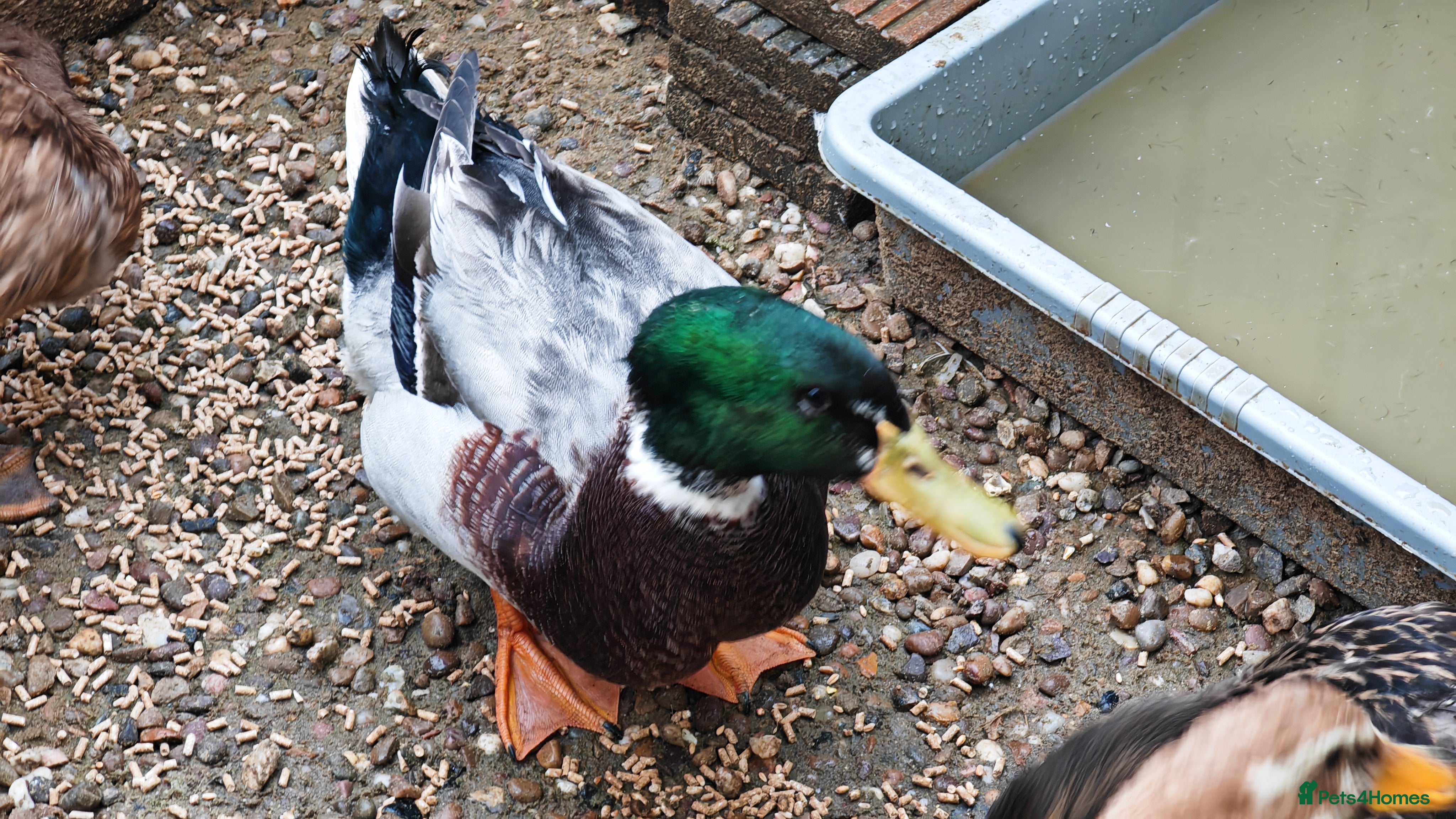 Ducks poultry Domestic Mallard Drakes - Need New Home in Nottingham - Advert 1