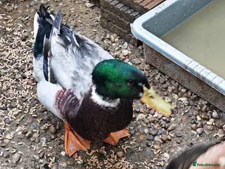 Ducks poultry Domestic Mallard Drakes - Need New Home in Nottingham - Advert 1