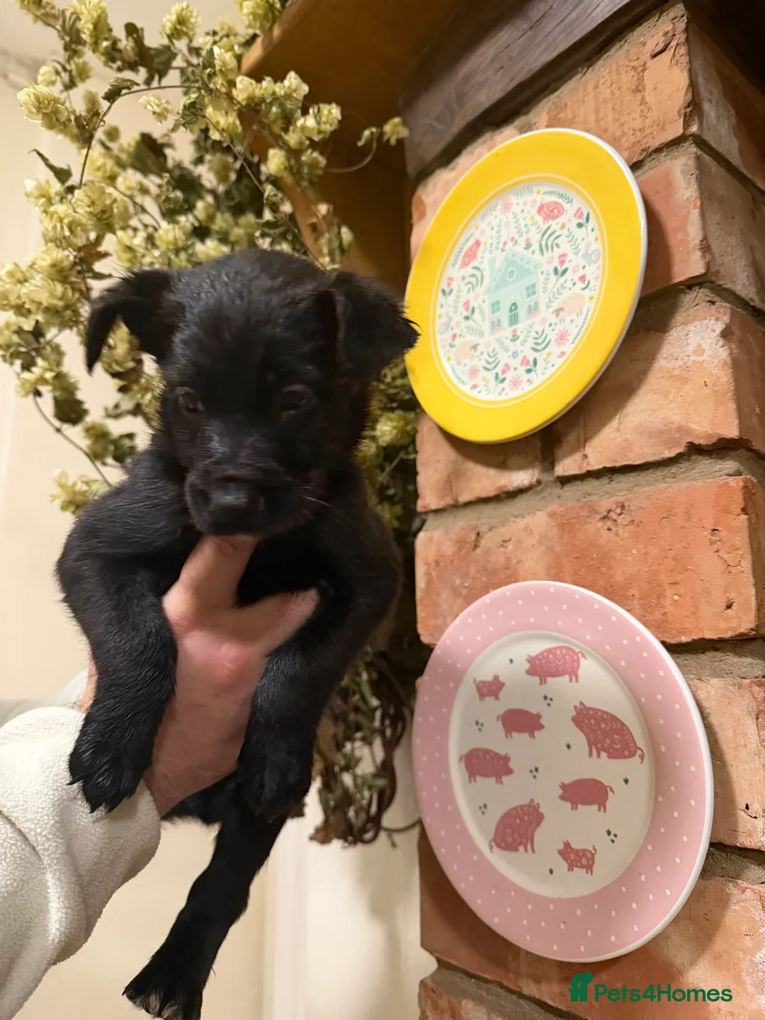 Mixed Breed dogs for sale: Belgian mal/working cocker spaniel  - Advert 11