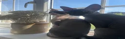 Sphynx cats for sale: Sphynx Cats  - Advert 7