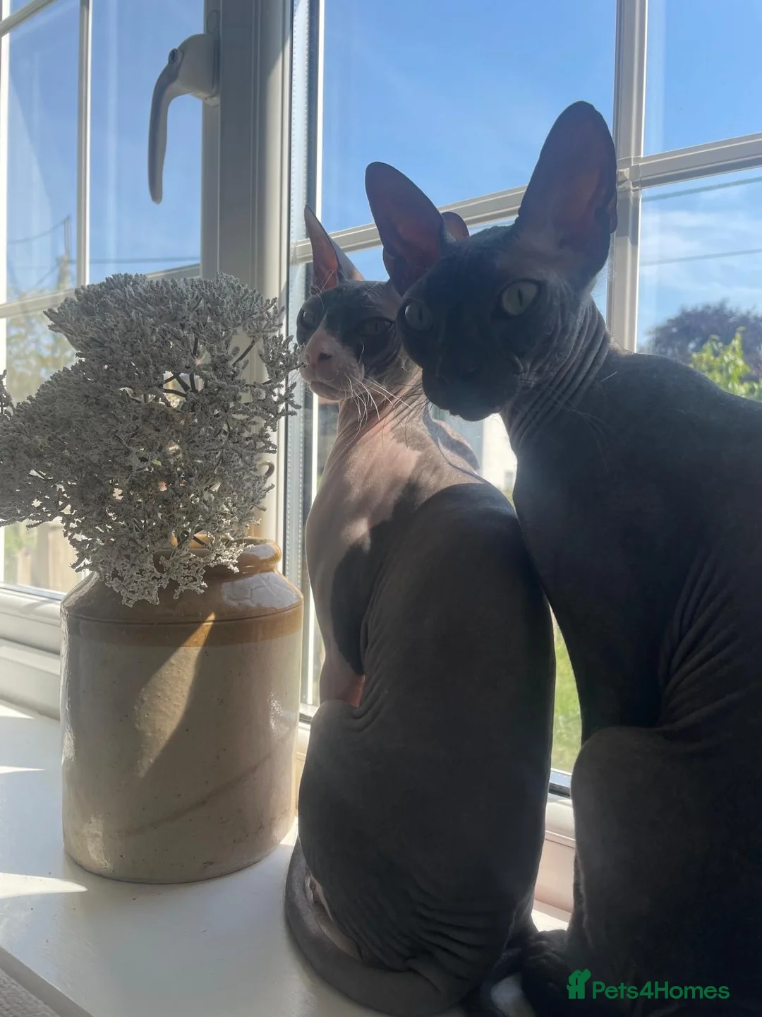 Sphynx cats for sale: Sphynx Cats  - Advert 7