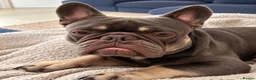 French Bulldog dogs for sale: Loving French Bulldog Looking for Forever Home  in Walton-on-Thames - Advert 3