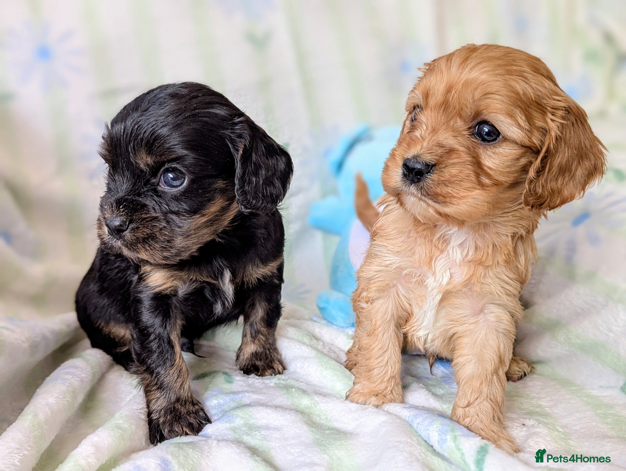 Cavapoo dogs Pretty CAVAPOO pups. Health tested parents - Advert 1