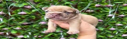 French Bulldog dogs for sale: Kc registered new shade french bulldogs  - Advert 8