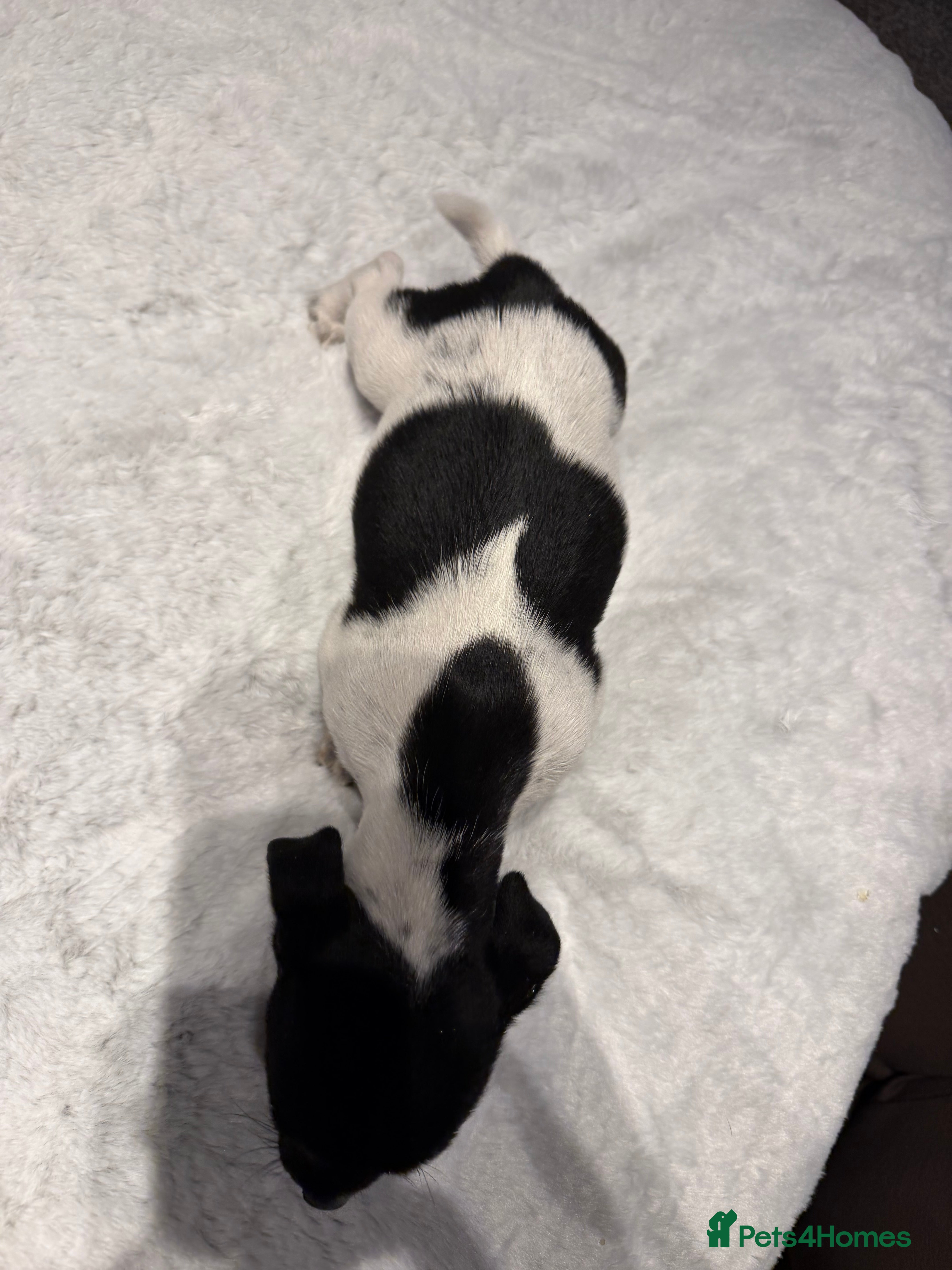 Jack Russell dogs Short legged Jack russells - Advert 2