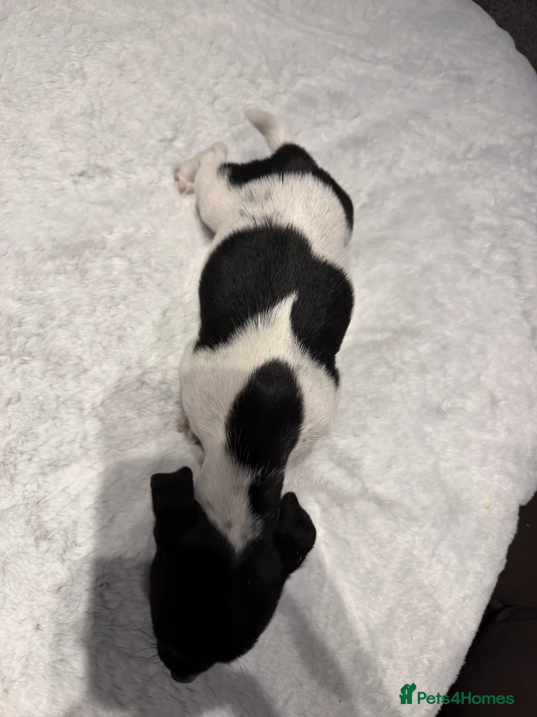 Jack Russell dogs for sale: Short legged Jack russells - Advert 2