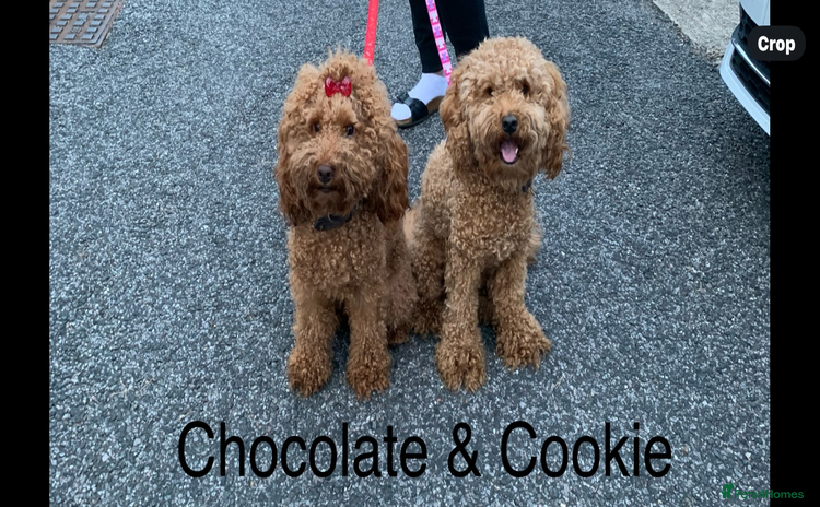 Cockapoo dogs - Advert 15
