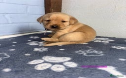 Labrador Retriever dogs for sale: Exceptional KC FTCH Working Labrador Pups - Image 14