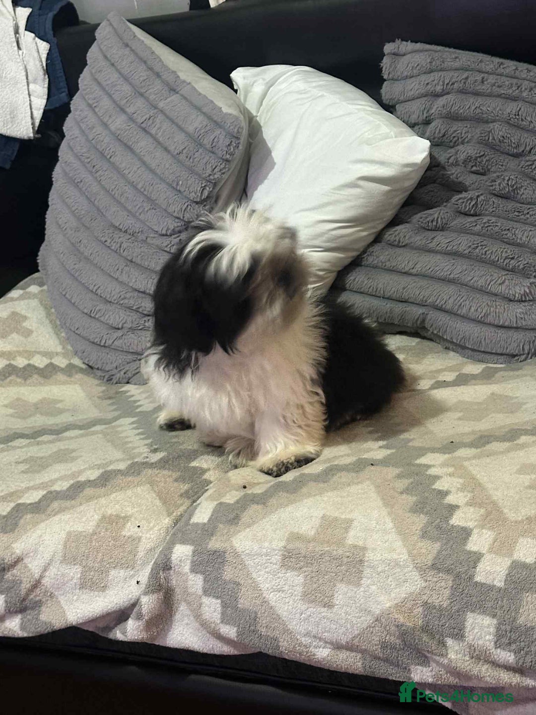 Shih Tzu dogs for sale: Shihtzu  - Image 5