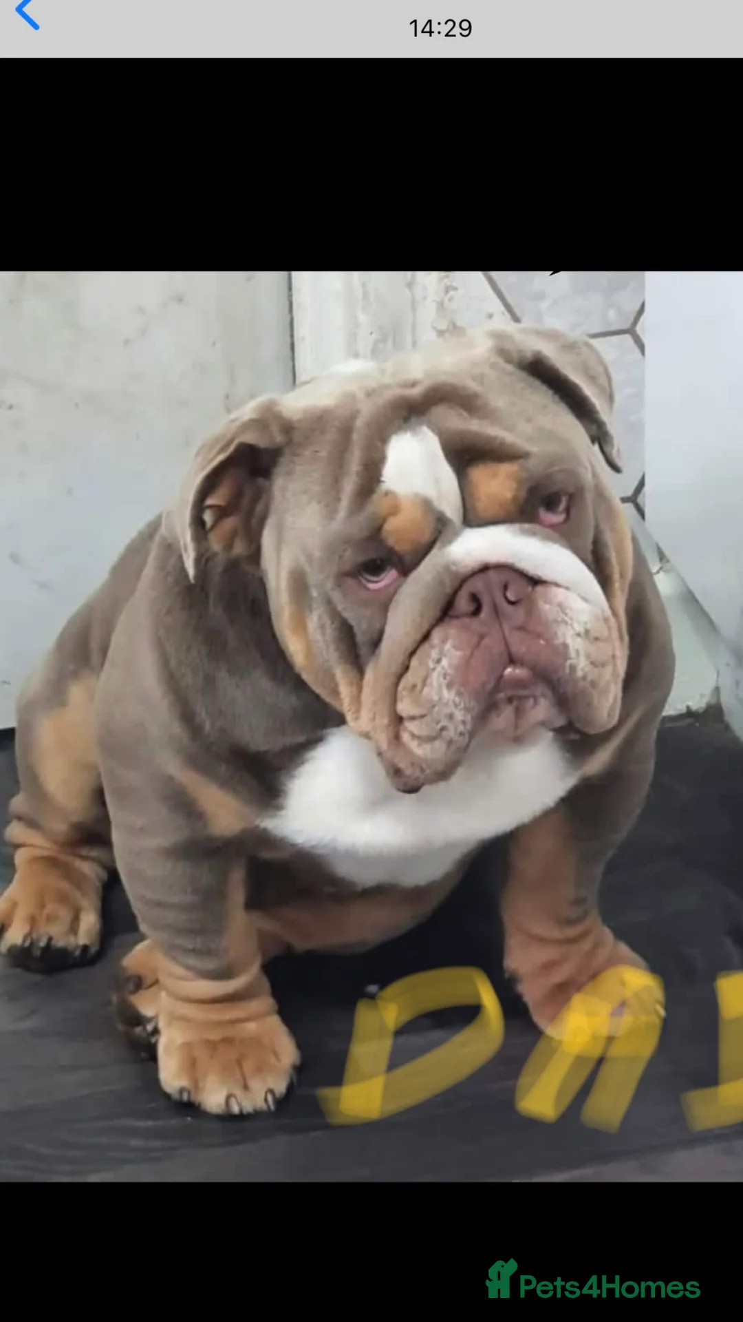 English Bulldog dogs for stud: F1 Stud dog  - Advert 12