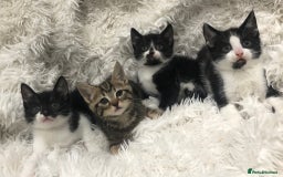 Mixed Breed cats for sale: Lovely kittens 8 weeks old  - Image 18
