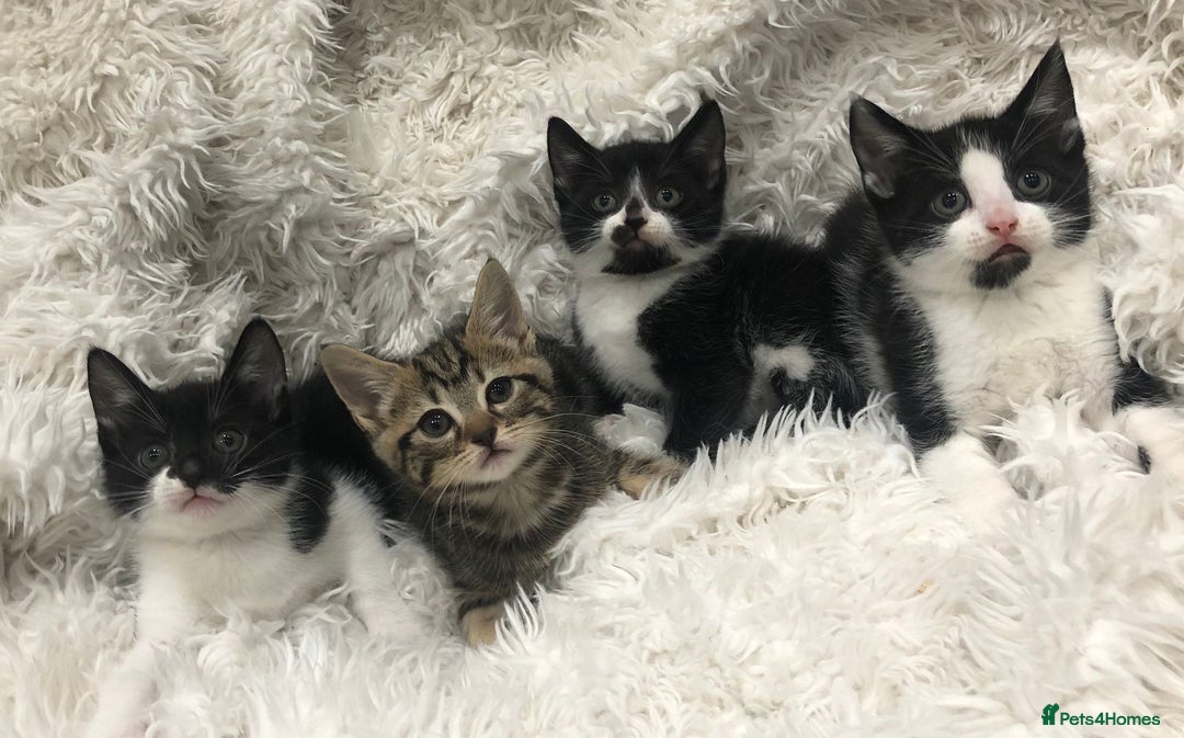 Mixed Breed cats for sale: Lovely kittens 8 weeks old  - Image 18