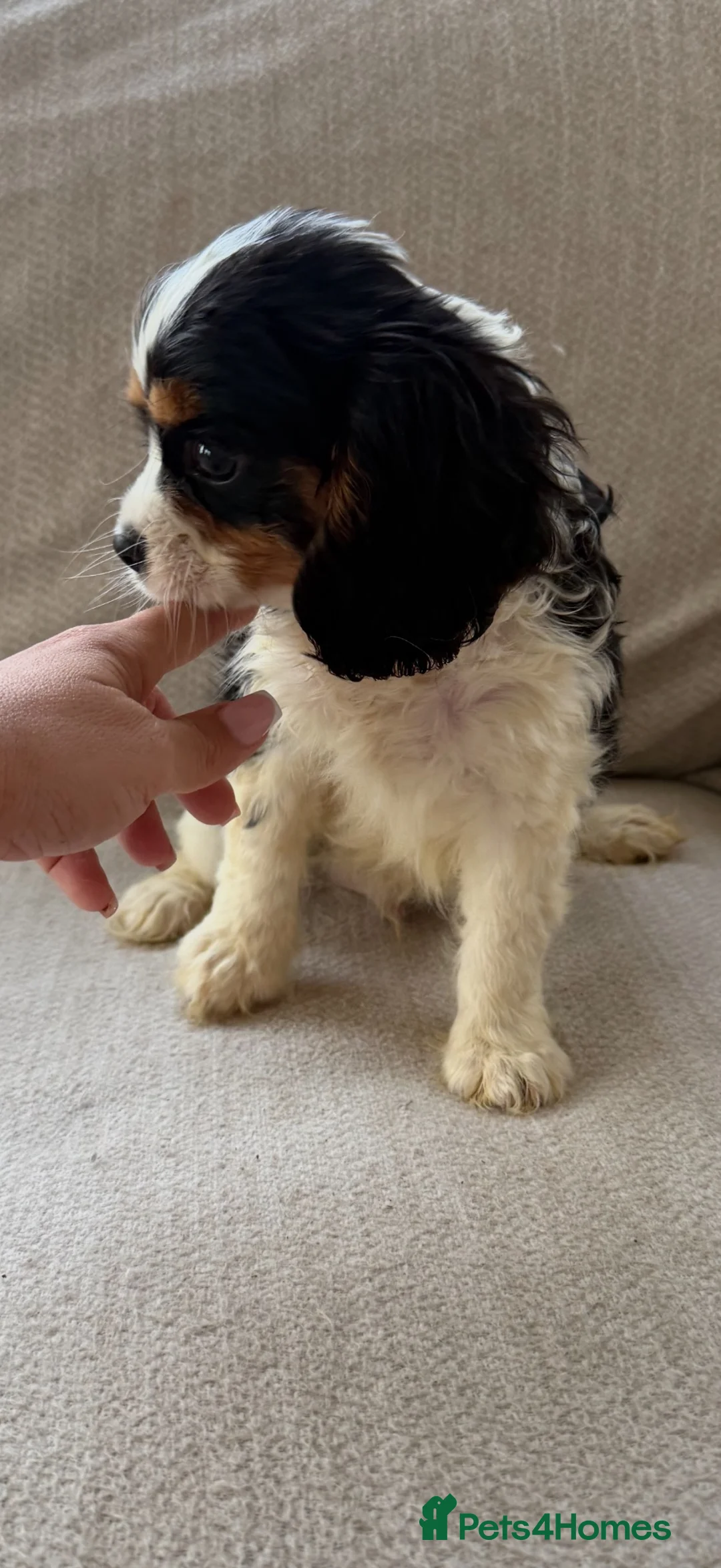 Cavalier King Charles Spaniel dogs for sale: Kc registered Cavalier King Charles spaniel - Advert 6