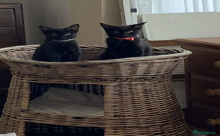 Mixed Breed cats - Advert 2