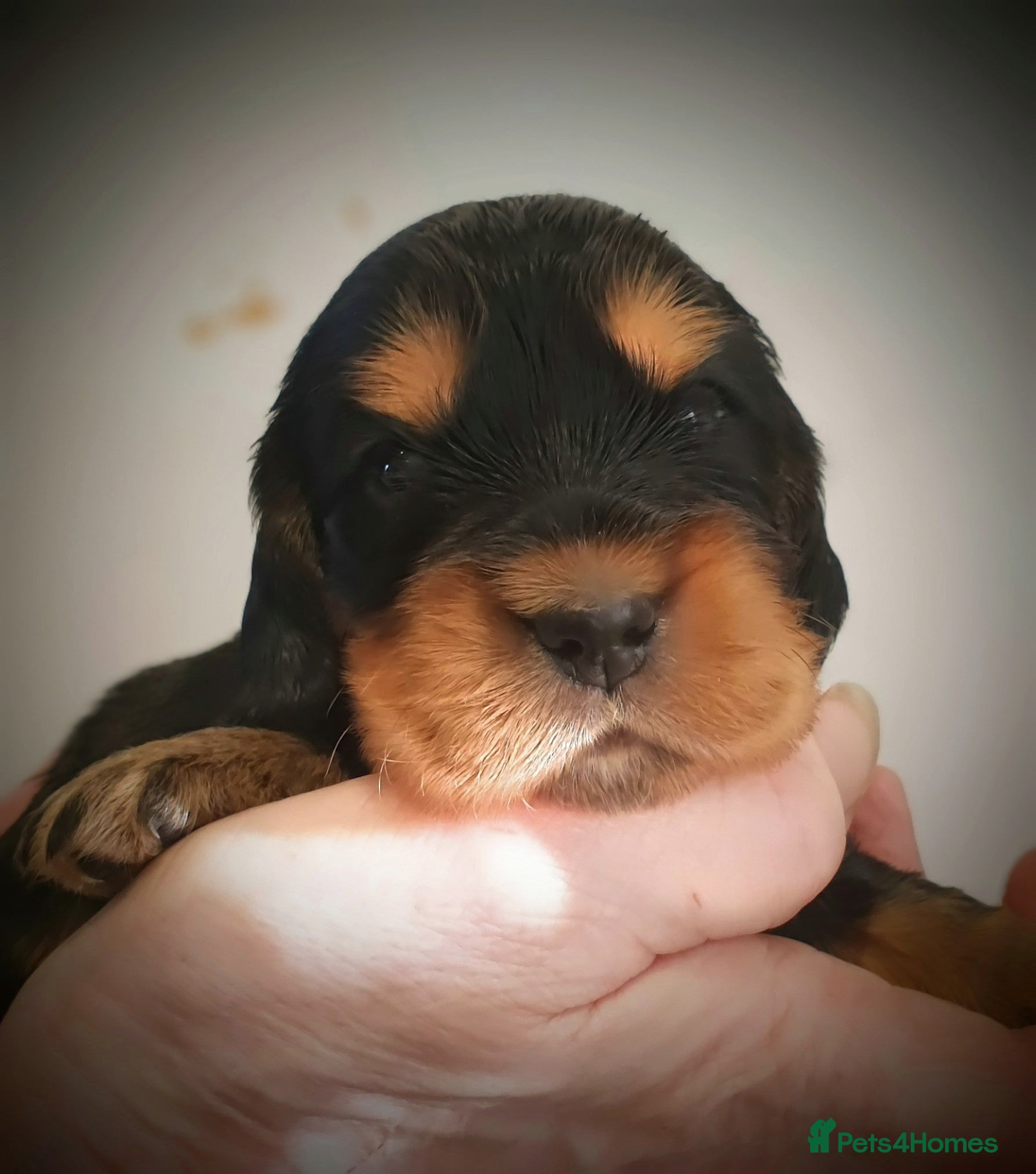 Cocker Spaniel dogs K.C Show line Cocker Spaniel puppies  - Advert 1