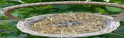 Quail poultry for sale: Chinese Painted/Button Quail Eggs for Sale - Advert 1