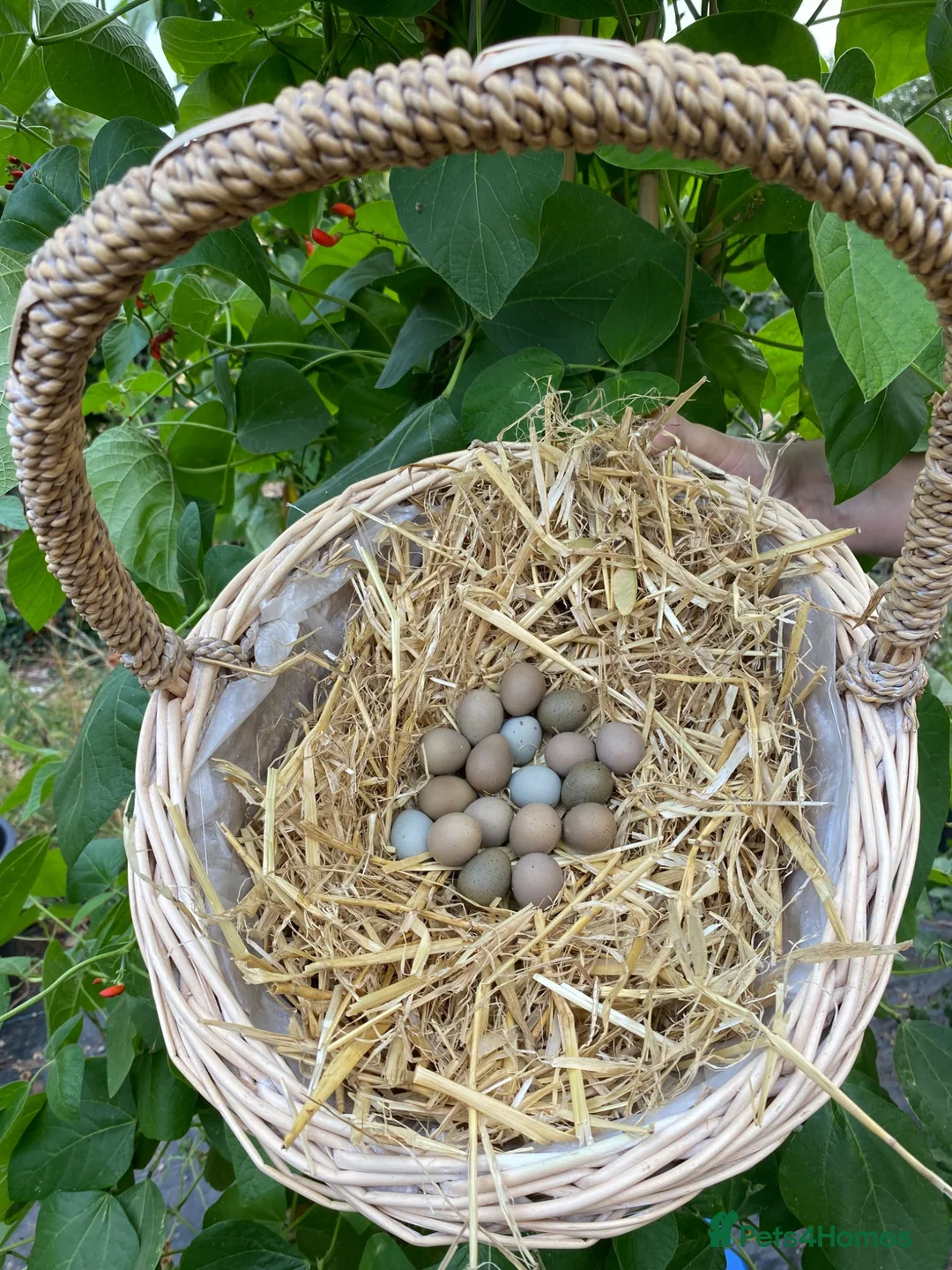 Quail poultry for sale: Chinese Painted/Button Quail Eggs for Sale - Advert 1