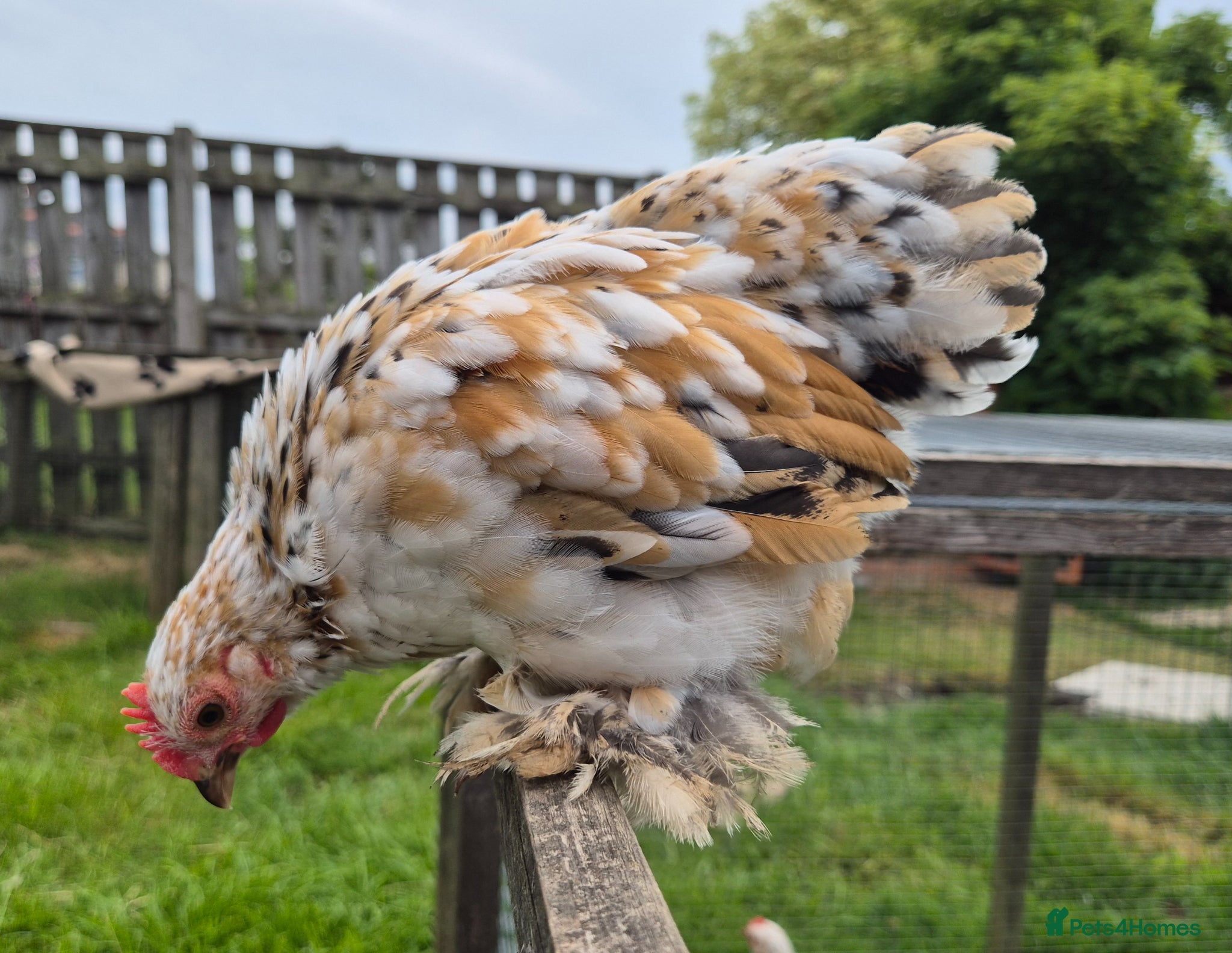 Chickens poultry Millifleur pekin bantam cockerils  - Advert 17