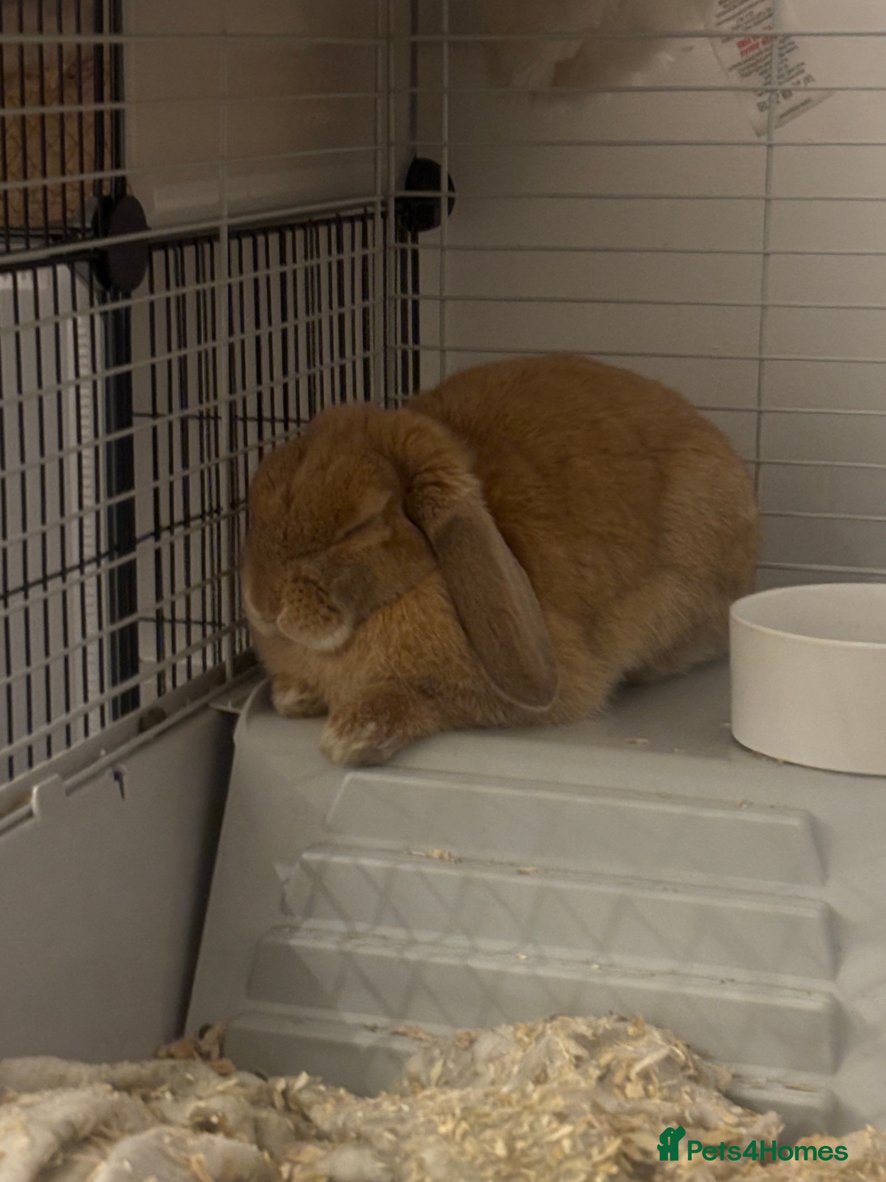 English Lop rabbits Female lop rabbit in Kenilworth - Advert 1