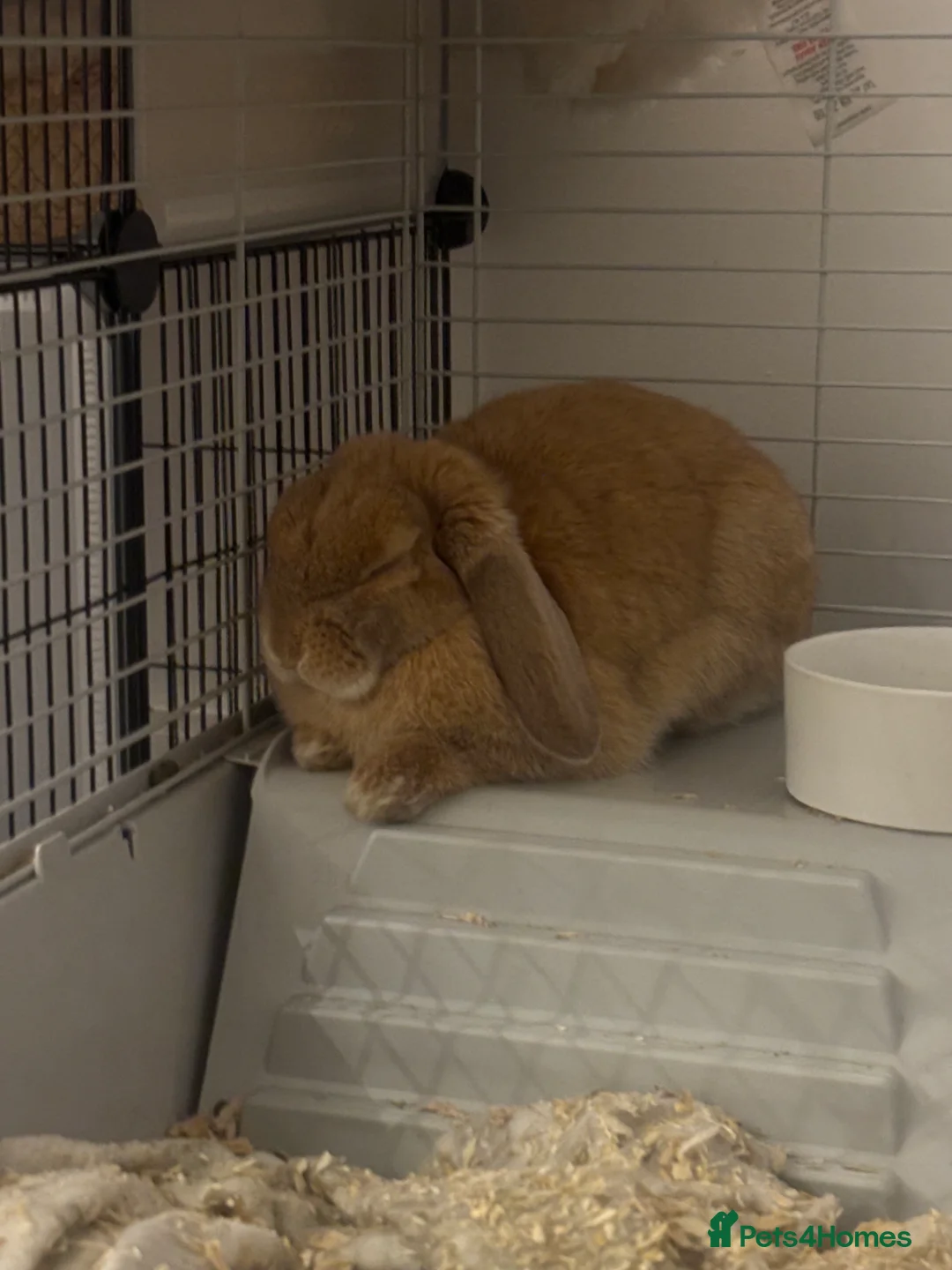 English Lop rabbits for sale: Female lop rabbit - Advert 1