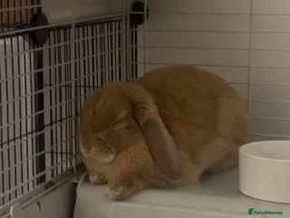 English Lop rabbits Female lop rabbit in Kenilworth - Advert 1