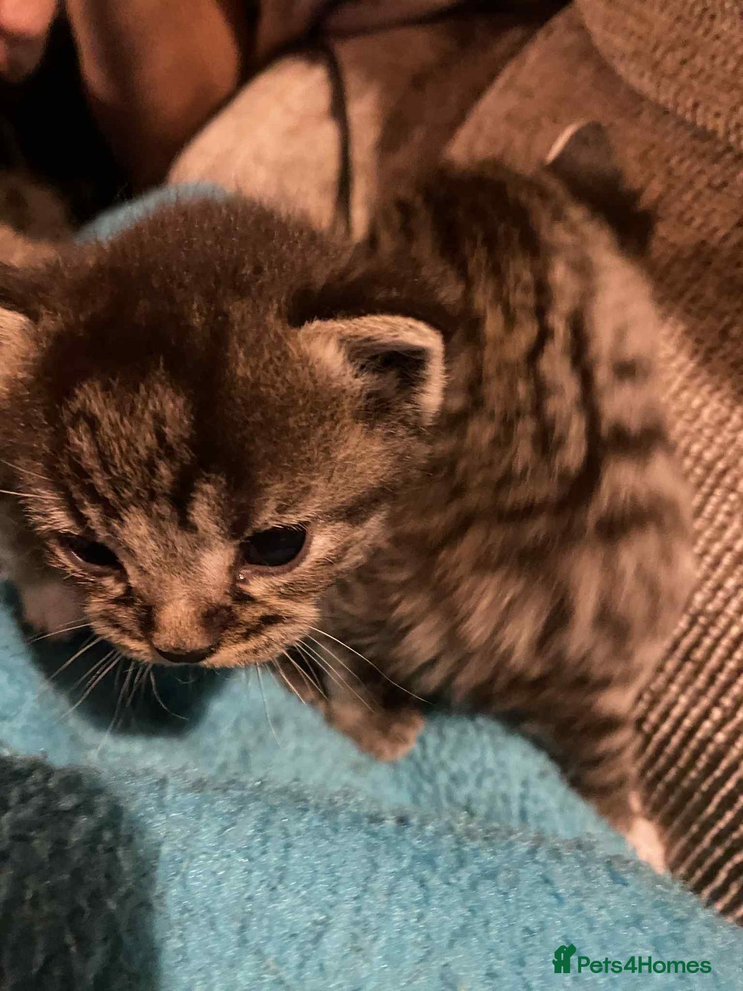 Mixed Breed cats for sale: Tabby kittens - Image 4