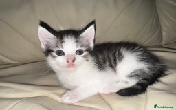 Mixed Breed cats for sale: 4 Male Kittens Available - Image 7