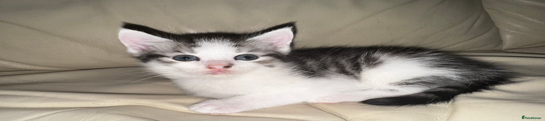 Mixed Breed Kitten 2