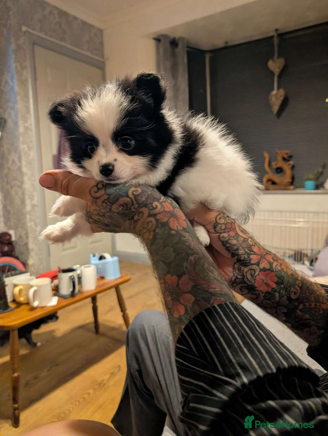 Pomchi dogs for sale: Stunning Pomchi babies - Advert 2