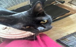 Mixed Breed cats for adoption: Milly the rescue cat needs new home - Image 6