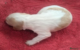 Cocker Spaniel dogs for sale: KC Reg W/T Roan Cocker Spaniels - Image 6