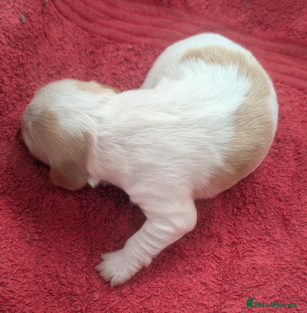Cocker Spaniel dogs for sale: KC Reg W/T Roan Cocker Spaniels - Image 6