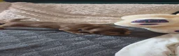 Cocker Spaniel dogs for sale: Cocker spaniel KC registered  in Reading - Advert 8
