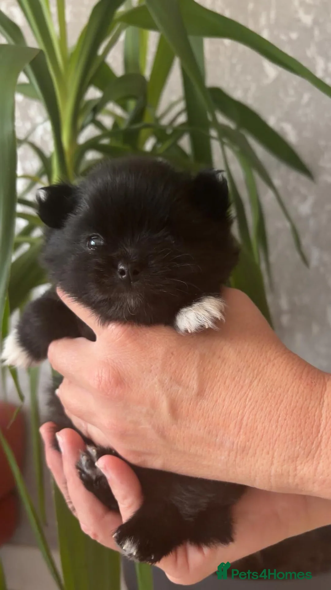 Pomeranian dogs for sale: Pomeranian  in Birmingham - Advert 7